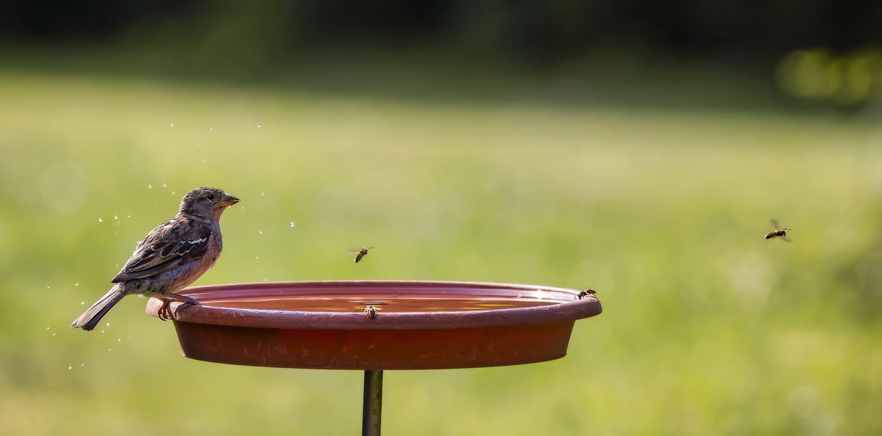 Große Tat für kleine Tiere