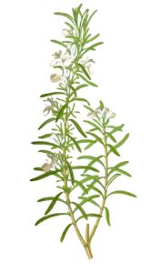 Illustration einer Rosmarinpflanze mit zwei grünen, holzigen Stängeln, schmalen nadelartigen Blättern und kleinen weißen Blüten, alles auf einem schlichten weißen Hintergrund.