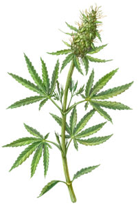Hanf_750x1120 Illustration einer Cannabispflanze mit spitzen, gezackten grünen Blättern und einer dichten, kegelförmigen Knospe an der Spitze, dargestellt auf einem weißen Hintergrund.