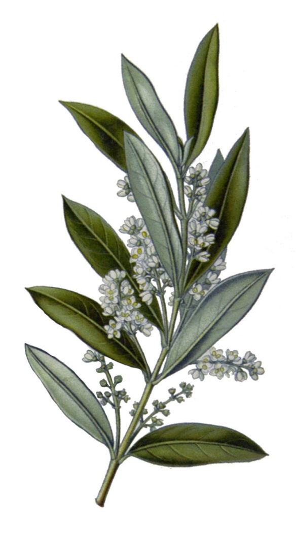 Olivenbaum - Heilpflanzen bei der Klsterl-Apotheke