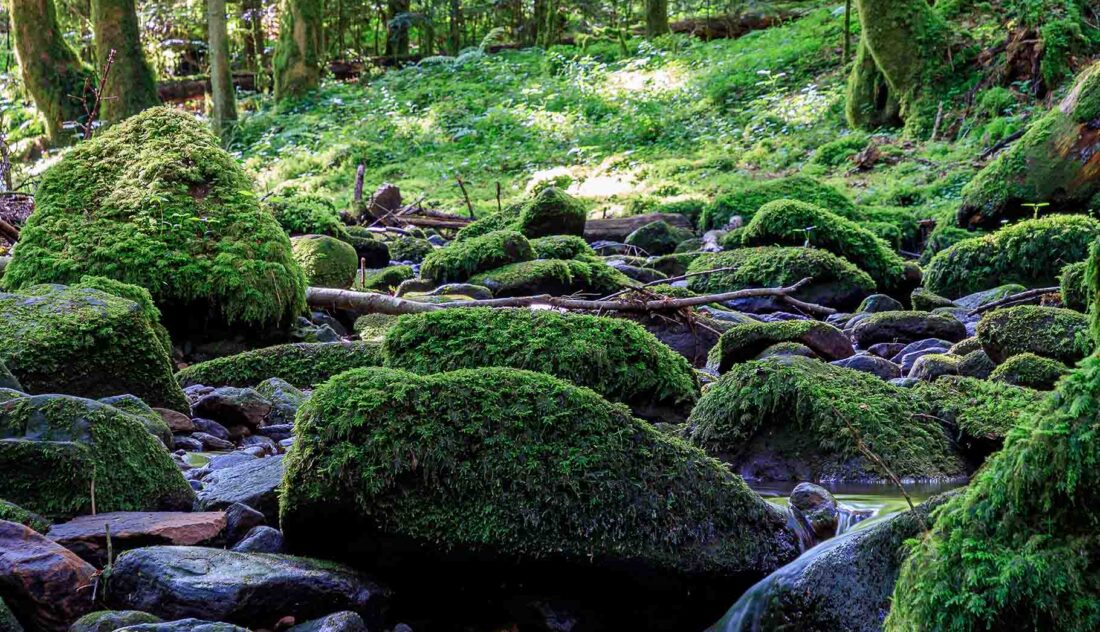 Große moosbewachsene Felsen liegen in einem Waldbach, umgeben von üppigem Grün und Bäumen. Das Sonnenlicht dringt durch die Blätter und beleuchtet die Moosflecken und lädt zur Ruhe ein, während die Szene daran erinnert, wie wichtig ein ausgeglichenes Lymphsystem für das allgemeine Wohlbefinden ist.